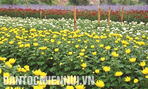 Hàng năm, huyện Mê Linh cung cấp gần 300 triệu cành hoa, gồm các loại hoa: hồng, cúc, loa kèn, lily... cho người tiêu dung. Ảnh: Tú Quỳnh