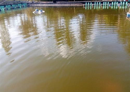 Nước ao có màu vàng. Ảnh: khuyennongvn.gov.vn Nước ao có màu vàng. Ảnh: khuyennongvn.gov.vn