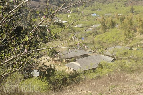 Xao xuyến sắc hoa Mộc Châu ảnh 10