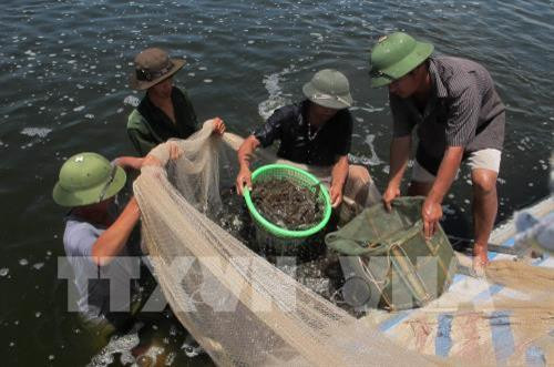 Nông dân Vũng Tàu trúng đậm nhờ tôm nuôi trên ruộng muối ảnh 1 Nông dân Vũng Tàu trúng đậm nhờ tôm nuôi trên ruộng muối ảnh 1
