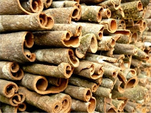 Ngọt cay quế Trà My ảnh 1 Ngọt cay quế Trà My ảnh 1