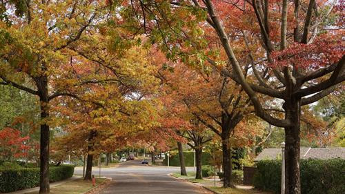 Những hàng cây lá đỏ trải dài thuộc quận Deakin, Canberra. Ảnh: Sao Băng - Pv TTXVN tại Australia Những hàng cây lá đỏ trong khu vực Nhà Quốc hội. Đạp xe hay tản bộ dưới tán cây lá đỏ, lấp lánh những tia nắng mặt trời sẽ là những trải nghiệm khó quên. Ảnh: Sao Băng - Pv TTXVN tại Australia Đường phố Canberra bừng sáng dưới nắng thu rực rỡ. Ảnh: Sao Băng - Pv TTXVN tại Australia Cây lá đổ vàng gần nhà Quốc hội Liên bang. Ảnh: Sao Băng - Pv TTXVN tại Australia Đường phố Canberra bừng sáng dưới nắng thu rực rỡ. Ảnh: Sao Băng - Pv TTXVN tại Australia Đường phố Canberra bừng sáng dưới nắng thu rực rỡ. Ảnh: Sao Băng - Pv TTXVN tại Australia Khu vực trung tâm Canberra nhuộm sắc đỏ. Ảnh: Sao Băng - Pv TTXVN tại Australia Những hàng cây lá đỏ trong khu vực Nhà Quốc hội. Đạp xe hay tản bộ dưới tán cây lá đỏ, lấp lánh những tia nắng mặt trời sẽ là những trải nghiệm khó quên. Tới Canberra mùa Thu, du khách khó có thể quên được một thủ đô tuy vắng nhưng đầy quyến rũ trong mùa thay lá. Ảnh: Sao Băng - Pv TTXVN tại Australia Hàng cây bên bờ hồ Burley Griffin chuyển lá vàng vào mùa Thu. Ảnh: Sao Băng - Pv TTXVN tại Australia Công viên Commonwealth sát bên hồ Burley Griffin. Tới đây vào mùa xuân tháng 9, du khách sẽ được thưởng ngoạn sắc hoa rực rỡ của Lễ hội hoa thường niên. Ảnh: Sao Băng - Pv TTXVN tại Australia Hàng cây bên bờ hồ Burley Griffin chuyển lá vàng vào mùa Thu. Ảnh: Sao Băng - Pv TTXVN tại Australia Hàng cây bên bờ hồ Burley Griffin chuyển lá đỏ vào mùa Thu. Khi mùa xuân tới sẽ nở hoa trắng tinh trước khi lá non xanh đâm chồi. Ảnh: Sao Băng - Pv TTXVN tại Australia Hàng cây bên bờ hồ Burley Griffin chuyển lá đỏ vào mùa Thu. Khi mùa xuân tới sẽ nở hoa trắng tinh trước khi lá non xanh đâm chồi. Ảnh: Sao Băng - Pv TTXVN tại Australia Những hàng cây lá đỏ trải dài thuộc quận Deakin, Canberra. Ảnh: Sao Băng - Pv TTXVN tại Australia Những hàng cây lá đỏ trong khu vực Nhà Quốc hội. Đạp xe hay tản bộ dưới tán cây lá đỏ, lấp lánh những tia nắng mặt trời sẽ là những trải nghiệm khó quên. Ảnh: Sao Băng - Pv TTXVN tại Australia Đường phố Canberra bừng sáng dưới nắng thu rực rỡ. Ảnh: Sao Băng - Pv TTXVN tại Australia Cây lá đổ vàng gần nhà Quốc hội Liên bang. Ảnh: Sao Băng - Pv TTXVN tại Australia Đường phố Canberra bừng sáng dưới nắng thu rực rỡ. Ảnh: Sao Băng - Pv TTXVN tại Australia Đường phố Canberra bừng sáng dưới nắng thu rực rỡ. Ảnh: Sao Băng - Pv TTXVN tại Australia Khu vực trung tâm Canberra nhuộm sắc đỏ. Ảnh: Sao Băng - Pv TTXVN tại Australia Những hàng cây lá đỏ trong khu vực Nhà Quốc hội. Đạp xe hay tản bộ dưới tán cây lá đỏ, lấp lánh những tia nắng mặt trời sẽ là những trải nghiệm khó quên. Tới Canberra mùa Thu, du khách khó có thể quên được một thủ đô tuy vắng nhưng đầy quyến rũ trong mùa thay lá. Ảnh: Sao Băng - Pv TTXVN tại Australia Hàng cây bên bờ hồ Burley Griffin chuyển lá vàng vào mùa Thu. Ảnh: Sao Băng - Pv TTXVN tại Australia Công viên Commonwealth sát bên hồ Burley Griffin. Tới đây vào mùa xuân tháng 9, du khách sẽ được thưởng ngoạn sắc hoa rực rỡ của Lễ hội hoa thường niên. Ảnh: Sao Băng - Pv TTXVN tại Australia Hàng cây bên bờ hồ Burley Griffin chuyển lá vàng vào mùa Thu. Ảnh: Sao Băng - Pv TTXVN tại Australia Hàng cây bên bờ hồ Burley Griffin chuyển lá đỏ vào mùa Thu. Khi mùa xuân tới sẽ nở hoa trắng tinh trước khi lá non xanh đâm chồi. Ảnh: Sao Băng - Pv TTXVN tại Australia Hàng cây bên bờ hồ Burley Griffin chuyển lá đỏ vào mùa Thu. Khi mùa xuân tới sẽ nở hoa trắng tinh trước khi lá non xanh đâm chồi. Ảnh: Sao Băng - Pv TTXVN tại Australia