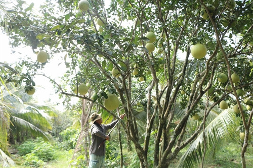 Nhà vườn thu hoạch bưởi cầm chừng, để dành cho thị trường Tết. Nhà vườn thu hoạch bưởi cầm chừng, để dành cho thị trường Tết.