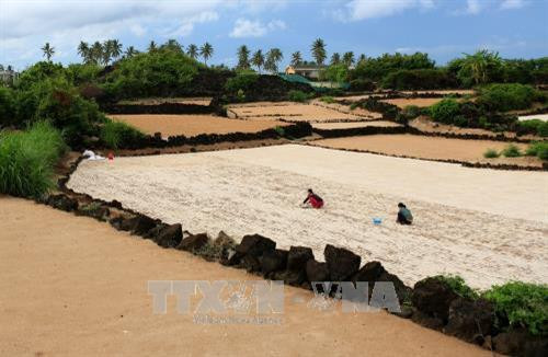 Gieo trồng tỏi trên đảo Bé, huyện đảo Lý Sơn. Ảnh: Ngọc Hà - TTXVN Gieo trồng tỏi trên đảo Bé, huyện đảo Lý Sơn. Ảnh: Ngọc Hà - TTXVN