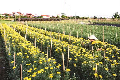 Chương trình 02-CTr/TU của Thành ủy Hà Nội đã góp phần nâng cao đời sống người trồng hoa ở phường Tây Tựu, quận Bắc Từ Liêm (Hà Nội). Nhờ làm tốt công tác xây dựng nông thôn mới nên đời sống người dân ở nông thôn Hà Nội cũng được nâng cao. Cụ thể, thu nhập bình quân đầu người khu vực nông thôn đến hết năm 2017 đạt 38 triệu đồng/người/năm.