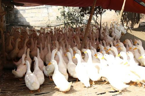 Vịt của anh Đông được nuôi theo hướng bán công nghiệp, chủ yếu cho ăn cám ngô, cây chuối, rau rừng và hạn chế cám công nghiệp nên chất lượng thịt ngon, được nhiều khách hàng ưa chuộng. Ảnh : danviet.vn Vịt của anh Đông được nuôi theo hướng bán công nghiệp, chủ yếu cho ăn cám ngô, cây chuối, rau rừng và hạn chế cám công nghiệp nên chất lượng thịt ngon, được nhiều khách hàng ưa chuộng. Ảnh : danviet.vn