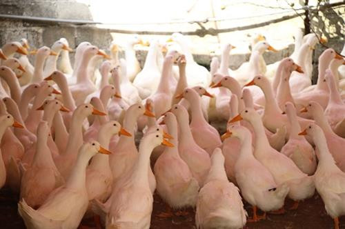 Cả đàn vịt hơn nghìn con, con nào con nấy béo, khỏe, ít bệnh nhờ được chăm sóc tôt, đúng kỹ thuật. Ảnh: danviet.vn Cả đàn vịt hơn nghìn con, con nào con nấy béo, khỏe, ít bệnh nhờ được chăm sóc tôt, đúng kỹ thuật. Ảnh: danviet.vn