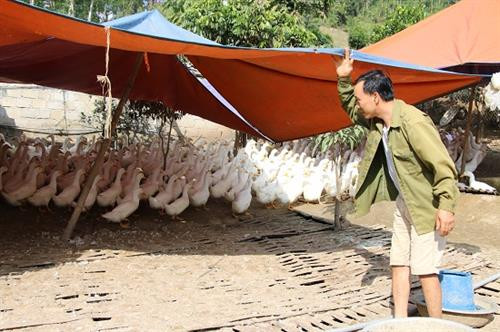 Lúc nào anh Đông cũng tất bật bên chuồng vịt. Ảnh :danviet.vn Lúc nào anh Đông cũng tất bật bên chuồng vịt. Ảnh :danviet.vn