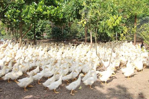 Vì nuôi gối lứa nên lúc nào anh Đông cũng có vịt bán cho khách. Ảnh: danviet.vn Vì nuôi gối lứa nên lúc nào anh Đông cũng có vịt bán cho khách. Ảnh: danviet.vn