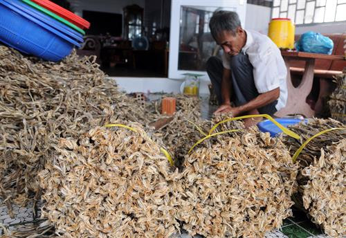 Khô cá khoai được phân loại, đóng gói thành phẩm tại cơ sở sản xuất của gia đình anh Nguyễn Văn Tình ở ấp Kênh Đào (xã Đất Mũi, huyện Ngọc Hiển, Cà Mau). Ảnh: An Hiếu. Khô cá khoai được phân loại, đóng gói thành phẩm tại cơ sở sản xuất của gia đình anh Nguyễn Văn Tình ở ấp Kênh Đào (xã Đất Mũi, huyện Ngọc Hiển, Cà Mau). Ảnh: An Hiếu.