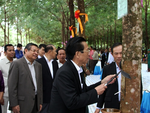 Đại sứ nước ta tại Campuchia Thạch Dư thực hiện nghi thức tại lễ mở miệng cao su (cạo khai thác lần đầu mủ cao su)