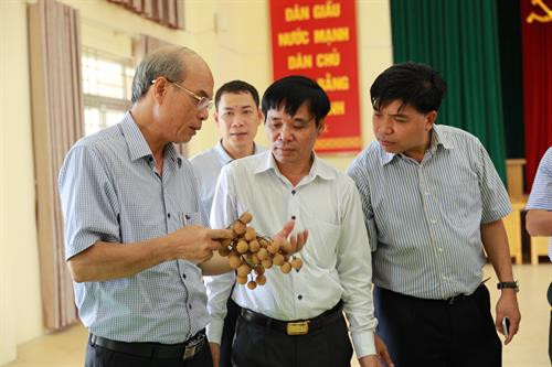 Phó Chủ tịch Thường trực UBND Thành phố Hà Nội Nguyễn Văn Sửu (thứ hai, bên trái) yêu cầu ngành nông nghiệp thành phố cùng các địa phương cần đẩy mạnh phát triển sản phẩm nhãn chín muộn, nâng cao cả sản lượng và chất lượng, để xuất khẩu thêm nhiều thị trường khác trên thế giới. Ảnh: Lê Lan Hương Phó Chủ tịch Thường trực UBND Thành phố Hà Nội Nguyễn Văn Sửu chụp ảnh lưu niệm với Đoàn cán bộ Hội đồng xúc tiến Nông Lâm Ngư nghiệp Nhật Bản nhân dịp đoàn đến thăm Trang trại trồng nhãn chín muộn của hộ gia đình ông Trần Văn Bảy – Phó Chủ tịch Hội sản xuất và kinh doanh nhãn chín muộn huyện Hoài Đức, Hà Nội. Ảnh: Lê Lan Hương Lãnh đạo địa phương và Lãnh đạo Sở Nông nghiệp và Phát triển nông thôn Hà Nội đánh giá chất lượng sản phẩm nhãn chín muộn của xã Đại Thành, huyện Quốc Oai, Hà Nội. Ảnh: Lê Lan Hương Lãnh đạo địa phương và Lãnh đạo Sở Nông nghiệp và Phát triển nông thôn Hà Nội đánh giá chất lượng sản phẩm nhãn chín muộn của xã Đại Thành, huyện Quốc Oai, Hà Nội. Ảnh: Lê Lan Hương Lãnh đạo địa phương và Lãnh đạo Sở Nông nghiệp và Phát triển nông thôn Hà Nội đánh giá chất lượng sản phẩm nhãn chín muộn của xã Đại Thành, huyện Quốc Oai, Hà Nội. Ảnh: Lê Lan Hương