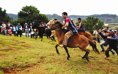Đua ngựa không yên đã trở thành nét đẹp văn hóa của đồng bào K'Ho trên cao nguyên Lang Biang Đua ngựa không yên đã trở thành nét đẹp văn hóa của đồng bào K'Ho trên cao nguyên Lang Biang