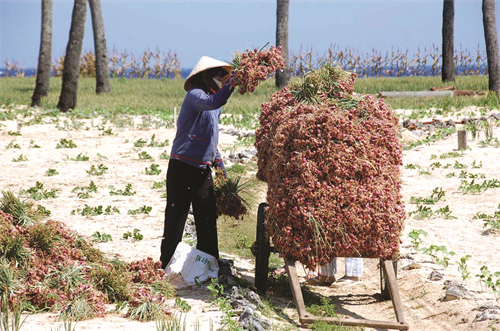 Được mùa tỏi ở Lý Sơn