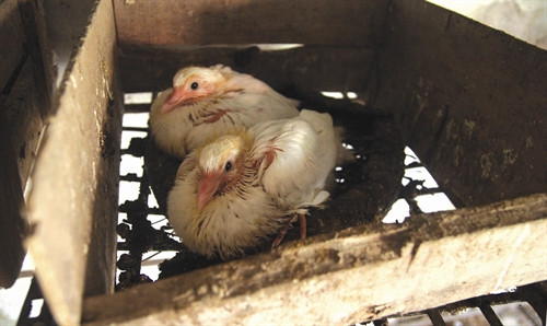 Mỗi lứa chim mẹ đẻ được hai trứng, ấp thành hai con chim non