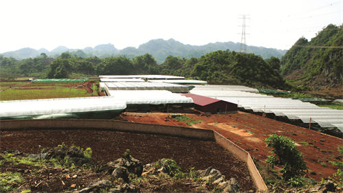 Sản xuất hoa lan công nghiệp trong nhà lưới