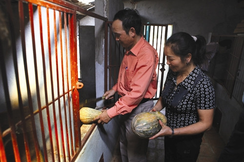 Thức ăn cho nhím chủ yếu là rau, củ, quả, rễ cây...