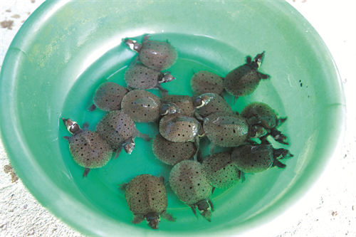 Ba ba giống tốt nhất có trọng lượng khoảng 100g/con trở lên Ba ba giống tốt nhất có trọng lượng khoảng 100g/con trở lên