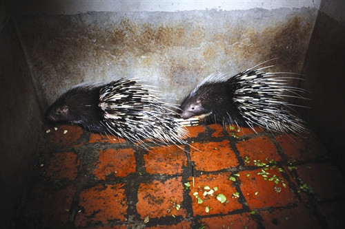 Chọn nhím giống theo cặp hoặc một con đực với 2 - 3 con cái