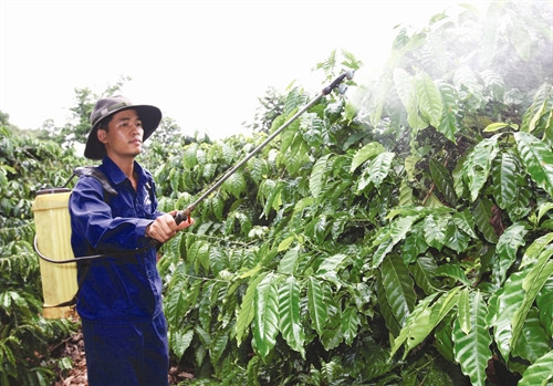 Phun thuốc phòng trừ sâu bệnh cho cây cà phê