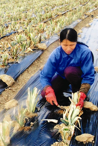 Dùng nilon phủ lên đất để giữ ẩm cho đất