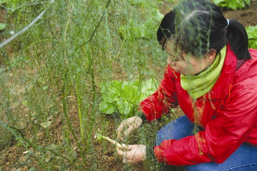 Măng tây thích hợp trồng trên đất pha cát, đất nhẹ, đất phù sa… và vùng có khí hậu mát mẻ