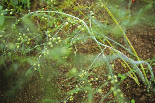 Khi quả chín, xát lấy hạt rồi đem phơi trong bóng râm để bảo quản hạt làm giống