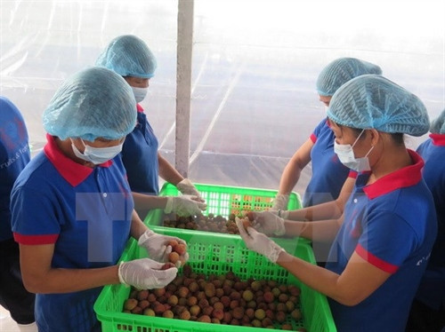 Sơ chế vải trước khi vào đóng gói, làm lạnh tại xưởng đóng gói đã được đại diện Bộ Nông nghiệp Mỹ đánh giá đạt chuẩn có thể đóng gói sang thị trường Mỹ. (Ảnh: Mạnh Minh/TTXVN) Sơ chế vải trước khi vào đóng gói, làm lạnh tại xưởng đóng gói đã được đại diện Bộ Nông nghiệp Mỹ đánh giá đạt chuẩn có thể đóng gói sang thị trường Mỹ. (Ảnh: Mạnh Minh/TTXVN)