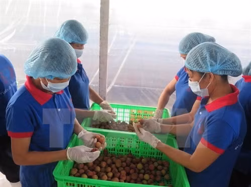 Sơ chế vải trước khi vào đóng gói, làm lạnh tại xưởng đóng gói đã được đại diện Bộ Nông nghiệp Mỹ đánh giá đạt chuẩn có thể đóng gói sang thị trường Mỹ. (Ảnh: Mạnh Minh/TTXVN)