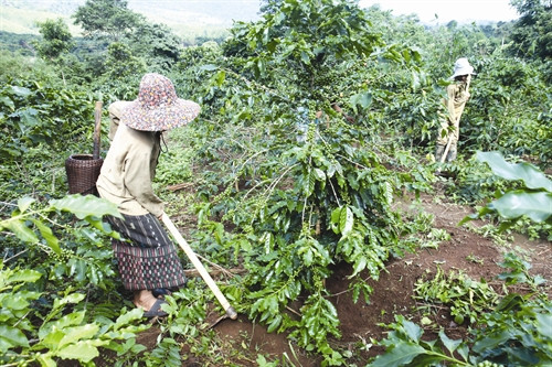 Để tiết kiệm chi phí, bà con nên vun lá khô, tàn dư thực vật vào gốc cây rồi rải men hữu cơ vi sinh lên trên giúp phân hủy thành chất dinh dưỡng có ích cho cây cà phê
