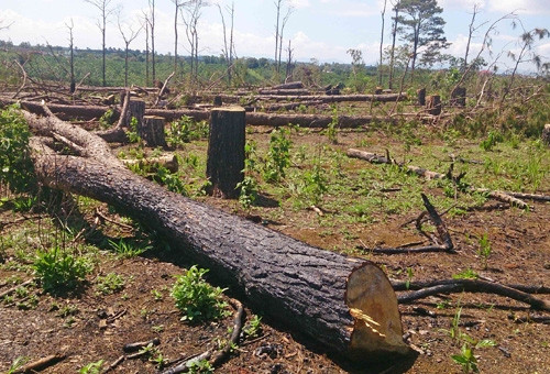 Hiện trường vụ chặt hạ trái phép 207 cây thông trên 30 năm tuổi tại Khoảnh 1, Tiểu khu 466 thuộc địa bàn xã Lộc Tân (huyện Bảo Lâm, Lâm Đồng). Ảnh: Nguyễn Dũng – TTXVN Hiện trường vụ chặt hạ trái phép 207 cây thông trên 30 năm tuổi tại Khoảnh 1, Tiểu khu 466 thuộc địa bàn xã Lộc Tân (huyện Bảo Lâm, Lâm Đồng). Ảnh: Nguyễn Dũng – TTXVN