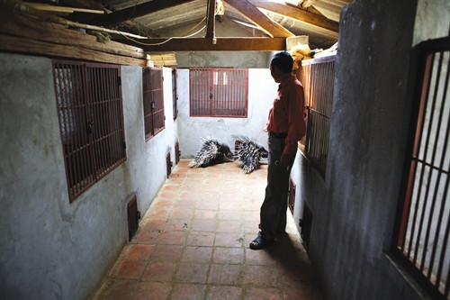 Chuồng nuôi nhím cần thoáng mát về mùa hè, ấm áp về mùa đông, làm nửa sáng, nửa tối