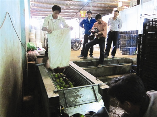 Hiện nay, mỗi ngày cơ sở Phong Thịnh thu mua khoảng 2 tấn quả chanh dây, cao điểm tới 70 tấn quả/ngày