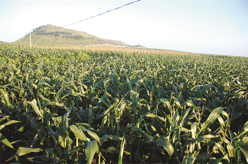 Cánh đồng ngô trên đảo Lý Sơn
