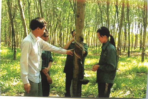 Anh Giàng hướng dẫn kỹ thuật cạo mủ cao su cho công nhân