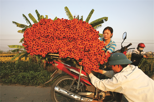 Hoa Mê Linh được vận chuyển di tiêu thụ ở khắp các vùng miền của đất nước