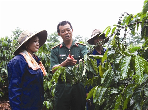 Hướng dẫn bà con cách tỉa cành, tạo tán cho cây cà phê sau thu hoạch