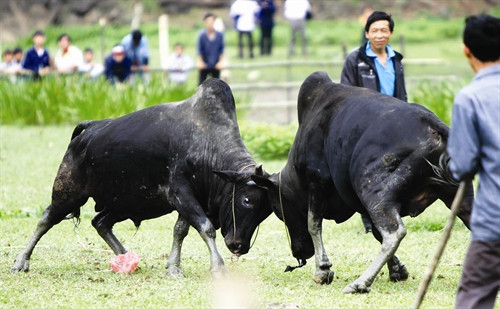 Chọi bò diễn ra quyết liệt và hấp dẫn