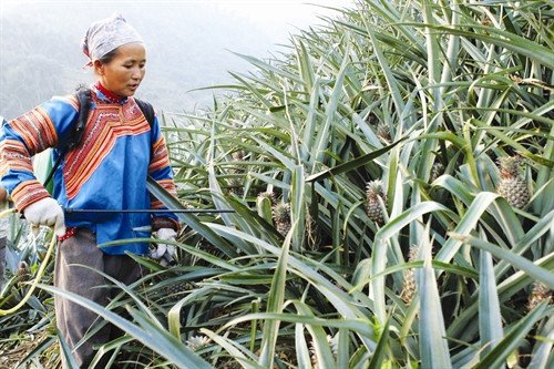 Đất trồng dứa cần có kết cấu nhẹ, tơi xốp và hơi dốc…