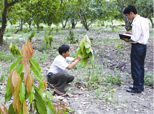 Thường xuyên theo dõi quá trình phát triển của cây ca cao con Thường xuyên theo dõi quá trình phát triển của cây ca cao con