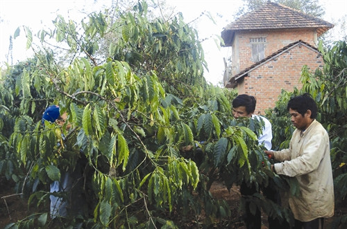 Anh A Thuận (phía ngoài, bên phải) ở làng Long Loi, thị trấn Đắk Hà chăm sóc cà phê trên rẫy được cấp. Anh A Thuận (phía ngoài, bên phải) ở làng Long Loi, thị trấn Đắk Hà chăm sóc cà phê trên rẫy được cấp.
