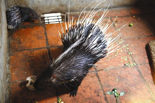 Nhím đực giống cần khỏe mạnh, nhanh nhẹn