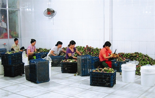 Ông Hấu A Sy đã tạo công ăn việc làm cho hàng chục lao động địa phương với mức thu nhập từ 6 - 8 triệu đồng/tháng Ông Hấu A Sy đã tạo công ăn việc làm cho hàng chục lao động địa phương với mức thu nhập từ 6 - 8 triệu đồng/tháng