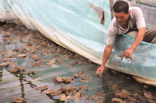 Hai tuần một lần kiểm tra mức tăng trọng của ếch, từ đó điều chỉnh chế độ ăn và cách chăm sóc