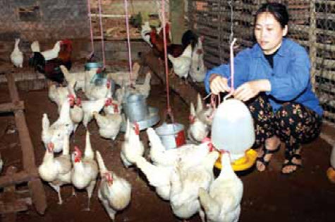 Máng ăn và máng uống cho gà phải được giữ gìn sạch sẽ Máng ăn và máng uống cho gà phải được giữ gìn sạch sẽ