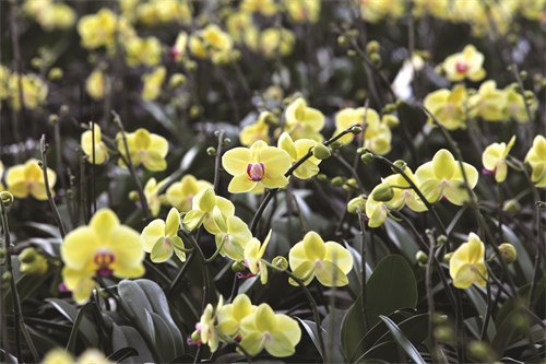 Lan là loại hoa có giá trị kinh tế cao