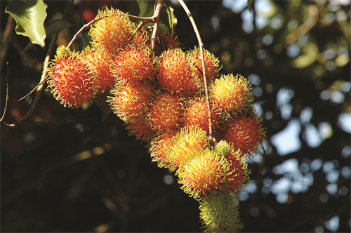 Chôm chôm sạch, an toàn đem lại hiệu quả kinh tế cao