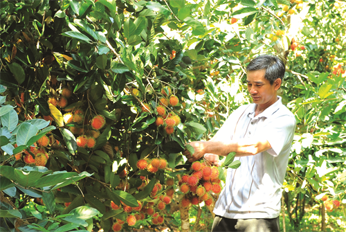 Kiểm tra cây trồng thường xuyên để loại bỏ cành bị sâu hại