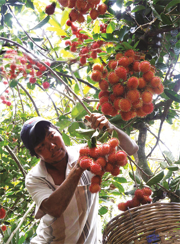 Cần thu hoạch chôm chôm kịp thời khi trái bắt đầu chín