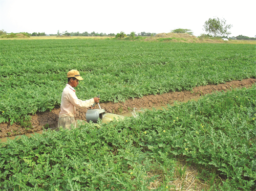 Ruộng dưa hấu được phân luống thẳng hàng, theo hướng đông – tây để tận dụng ánh sáng